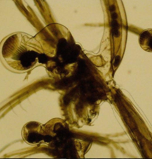 Environmental Research Tvärminnen eläintieteellisellä tutkimusasemalla