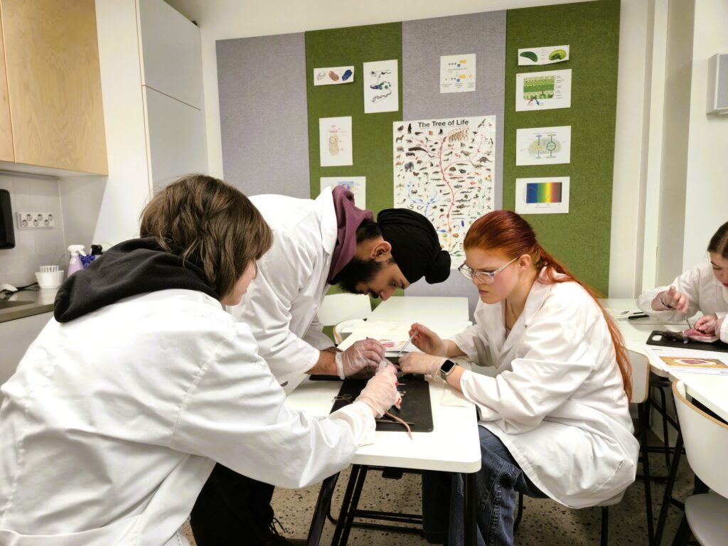 Opiskelijat keskittyvät rottien preparointiin. 