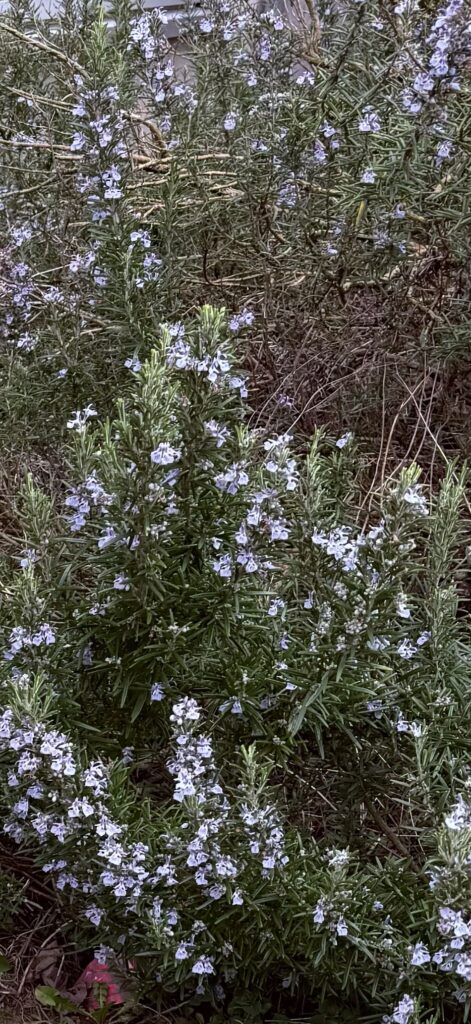 Gardening in Collège Public Marie Curie Tourcoing. 

One of the specialised programmes in the school includes gardening. The students work in a greenhouse where they plant and nurture seeds into thriving plants. This work had a calming effect, teaches practical skills and helps the students focus on the rest of their school day.