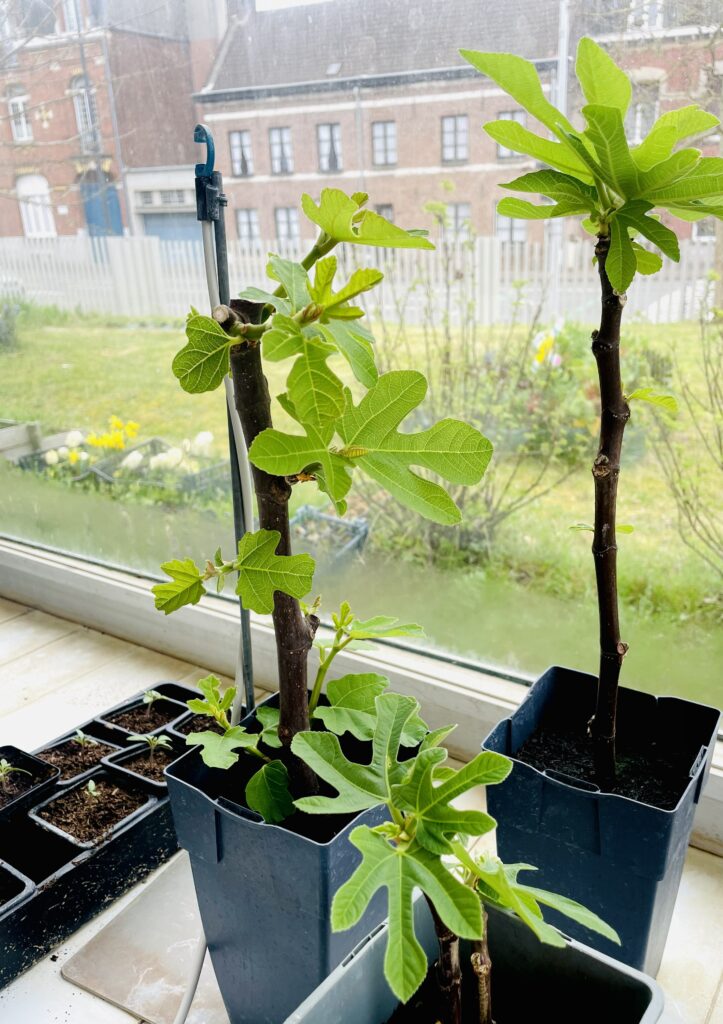 Gardening in Collège Public Marie Curie Tourcoing. 

One of the specialised programmes in the school includes gardening. The students work in a greenhouse where they plant and nurture seeds into thriving plants. This work had a calming effect, teaches practical skills and helps the students focus on the rest of their school day.