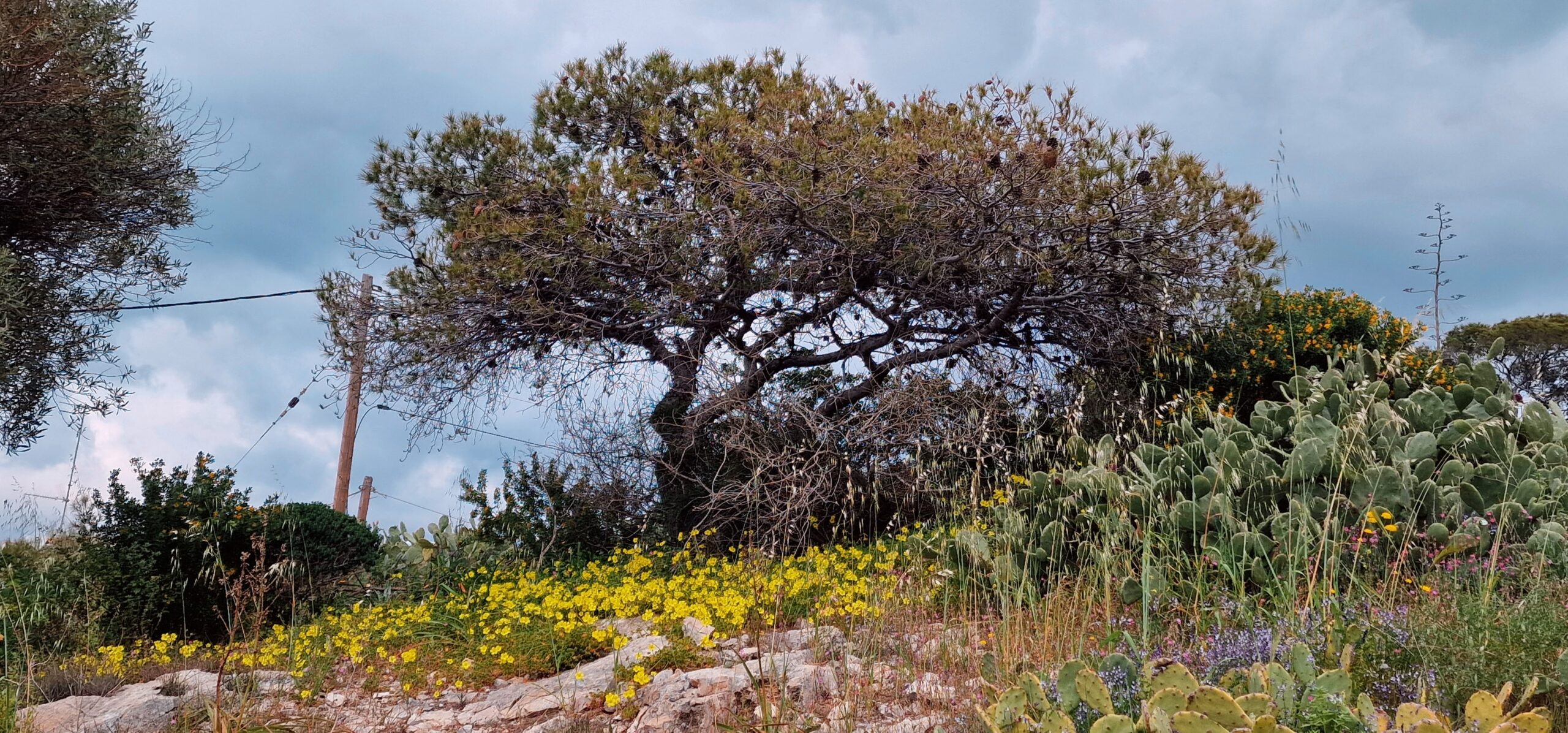 Kestävän kehityksen tiimin vetäjä Anne osallistui Ateenassa 16.-21.3. Erasmus+-kurssille Agenda 2030: ICT Tools for Sustainable Development.Kuuden päivän aikana, poikkeuksellisen viileässä kevätsäässä, tutustuimme ja harjoittelimme käyttämään erityisesti yhteistoiminnallista oppimista, pelillistämistä ja ulkona oppimista tukevia digitaalisia alustoja. Kurssilla vierailimme Stavros Niarchos Kulttuurikeskuksessa. Tässä bioarkkitehtuurin helmessä on tilaa Kreikan kansalliskirjastolle ja -oopperalle, sosiaalisesti osallistavalle toiminnalle sekä yli 200 000 neliömetrin ilmastokestävälle puistolle. Kurssin retkellä Ateenan Rivieralle löytyi Faskomilo (kr. salvia) -kukkulalta biologian opettajalle vielä välimerellinen kukkataivas.