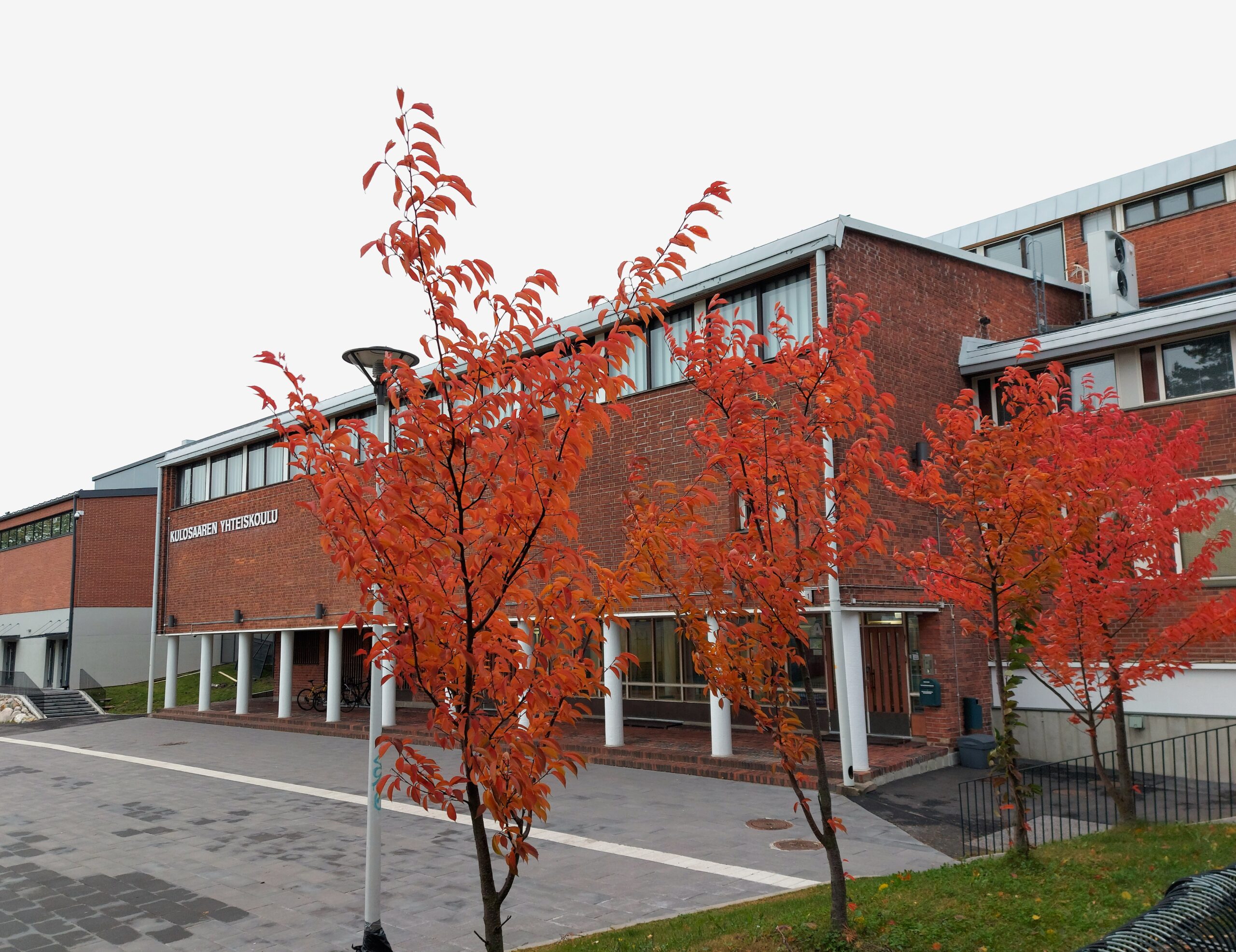 Kulosaaren yhteiskoulun päärakennus ja ruskassa olevat puut